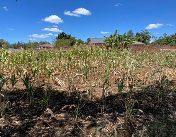 Zimbabwe’s Wilting Fields: A Prayer for Rain or a Call to Action?