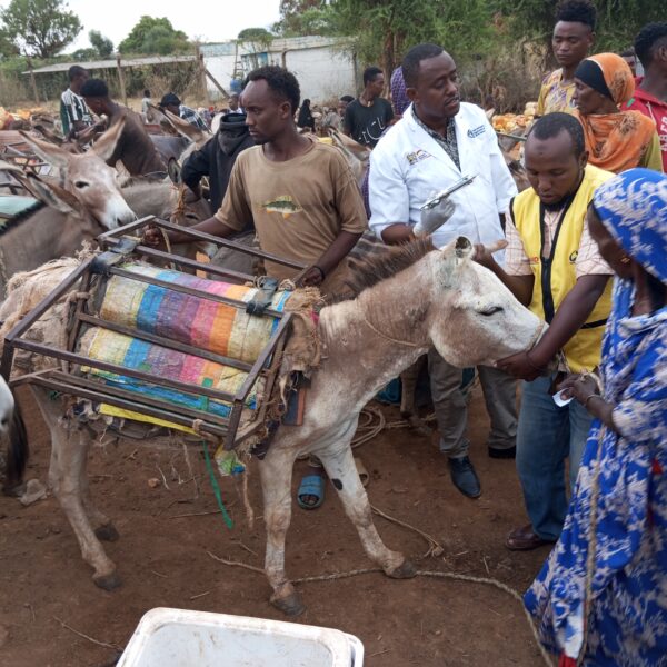 Kenyan Herders Grapple with Twin Threats: Climate Change and Donkey Thefts