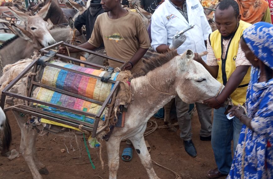 Kenyan Herders Grapple with Twin Threats: Climate Change and Donkey Thefts